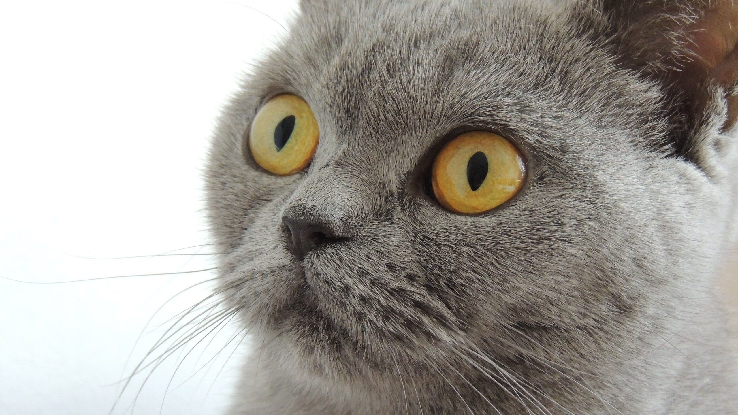 篮球专项速度训练方法与效果评估，篮球移动速度训练