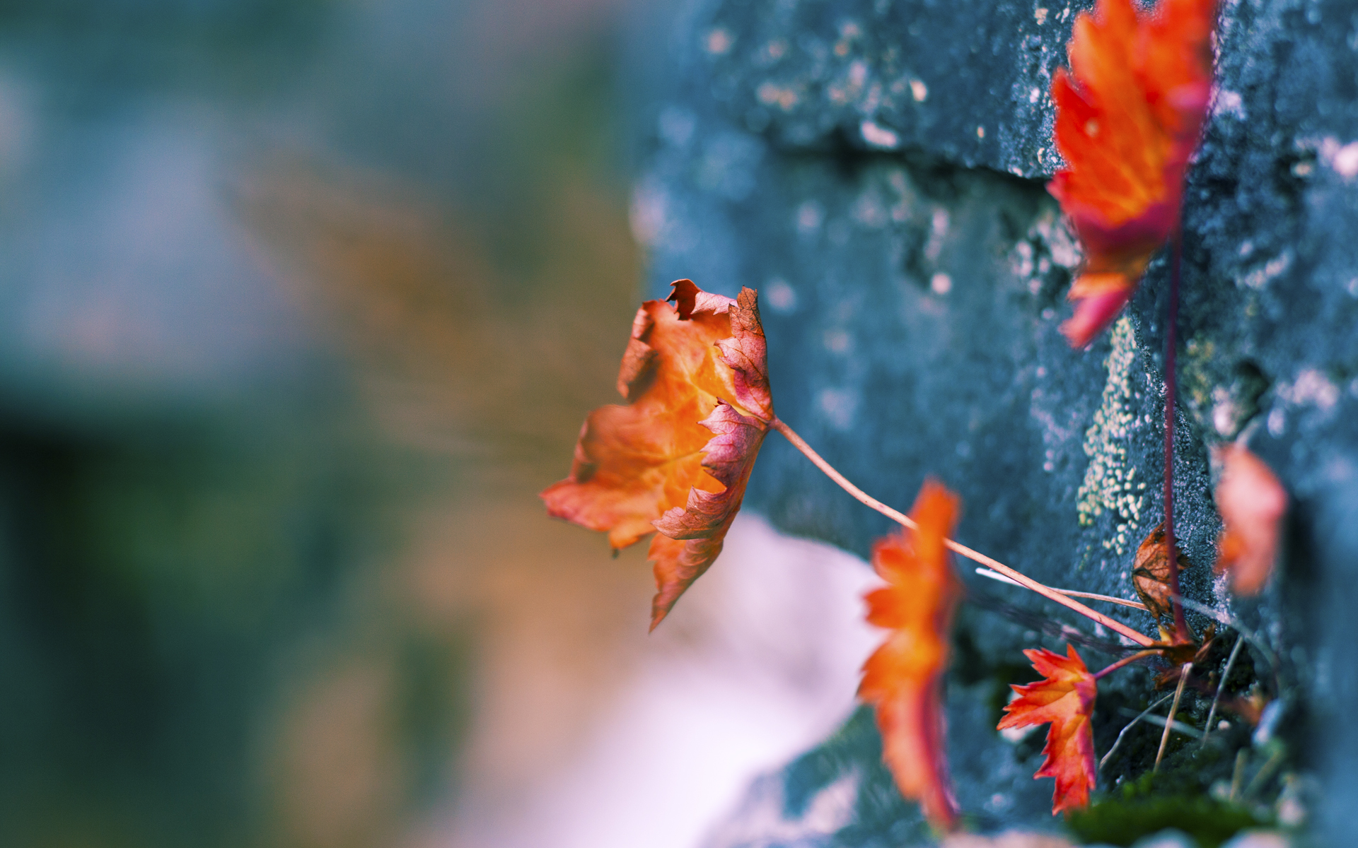 世界前十蝶泳划水深度分布中美居前，蝶泳的世界纪录