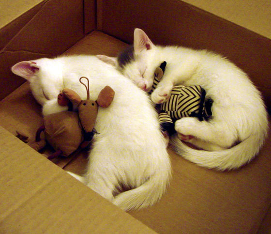 九游app下载中心-中国男篮保持高强度训练 保持竞技状态，中国男篮咋样