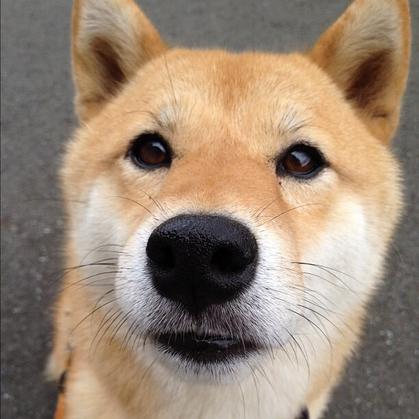 九游网页版官网入口-博卡青年硬碰本菲卡，风格对决引关注，博卡vs