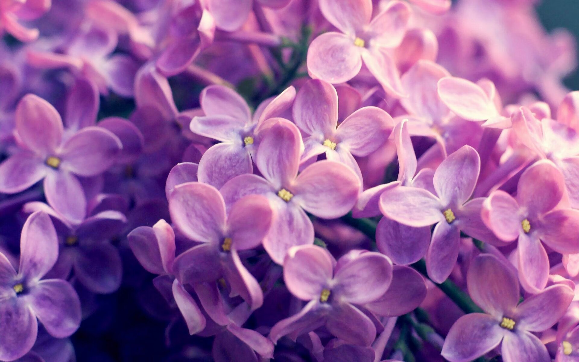 “马科斯·莫奇的全场防守表现，帮助美洲狮队在世界赛场上占领一席之地”