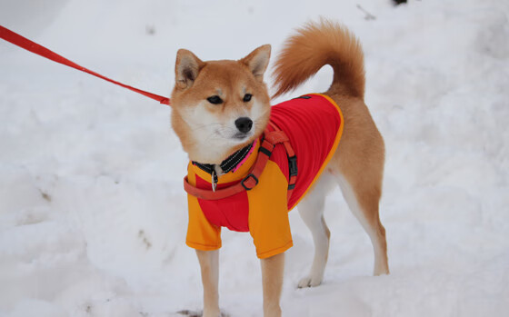 荷兰队在欧洲预赛中表现突出，晋级在即