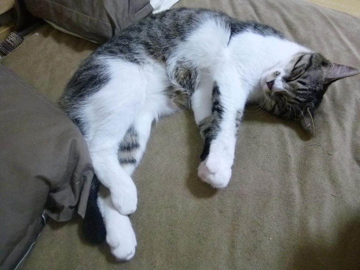 荷兰队在欧洲预赛中表现突出，晋级在即