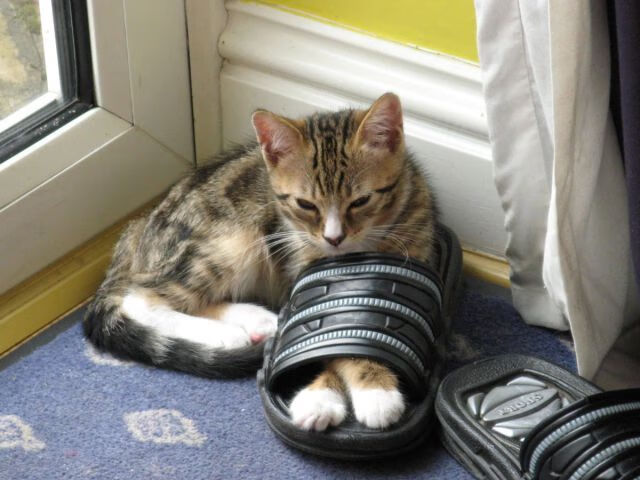 黄蜂替补得分创赛季新高轮换效果显著,黄蜂首发阵容